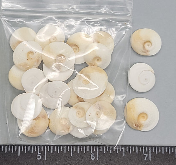Operculums from South Africa-white to tan, tiny raised bumps - 11mm to 15mm - 25pcs