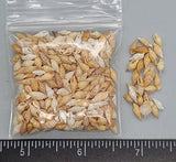 Mixed tan, golden, lt. brown Wheat Shells - 4mm to 9mm - 2"x2" bag