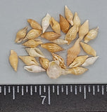 Mixed tan, golden, lt. brown Wheat Shells - 4mm to 9mm - 2"x2" bag