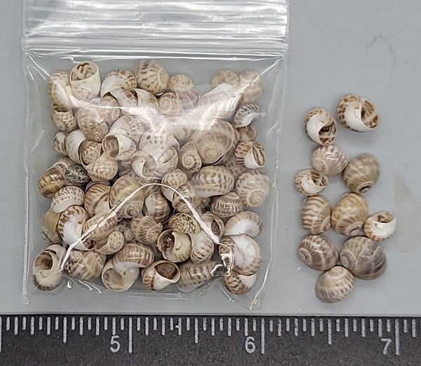 Tiny, glossy Moon Snails-stripes - 4mm to 8mm - 2"x2" bag