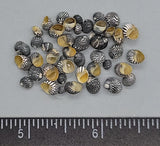 Tiny, very dark Zebra Nerites