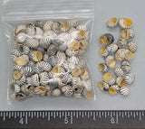 Zebra Nerites- yellow aperture