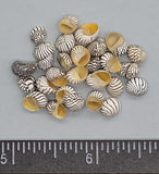 Zebra Nerites- yellow aperture