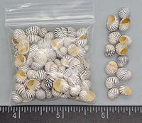 Extra large Zebra Nerites- yellow aperture