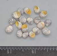 Extra large Zebra Nerites- yellow aperture