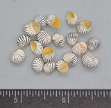 Extra large Zebra Nerites- yellow aperture