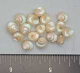 Genuine, Vintage, Italian Venetian Pearls - 5mm to 8mm - 100pcs