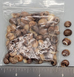 Glossy brown Moon Snails - 7mm to 10mm - 100pcs