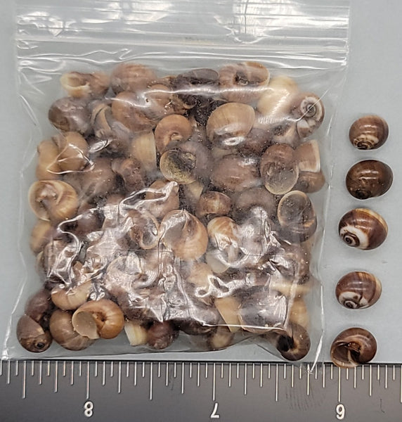 Glossy brown Moon Snails - 7mm to 10mm - 100pcs