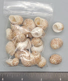 Tiger Moon Snails - 15mm to 20mm - 2.5"x3" bag