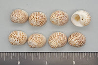 Tiger Moon Snails - 15mm to 20mm - 2.5"x3" bag