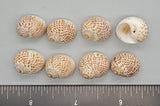 Tiger Moon Snails - 15mm to 20mm - 2.5"x3" bag