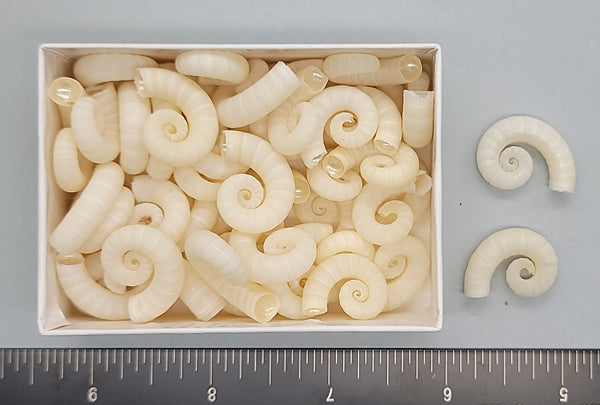 Spirula - 15mm to 22mm - 50pcs