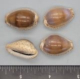 Polished Ocellate Cowries - 27mm to 32mm - 12pcs