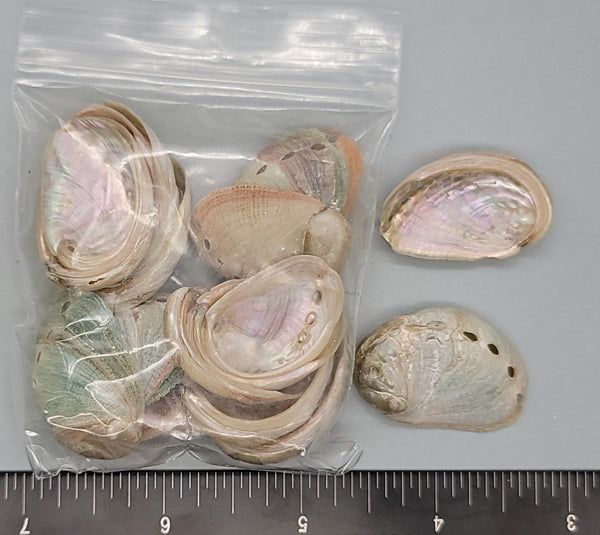 Small Red Abalone - 25mm to 30mm - 16pcs