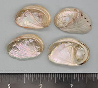 Small Red Abalone Shells - 25mm to 30mm - 16pcs