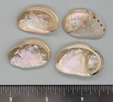 Small Red Abalone - 25mm to 30mm - 16pcs