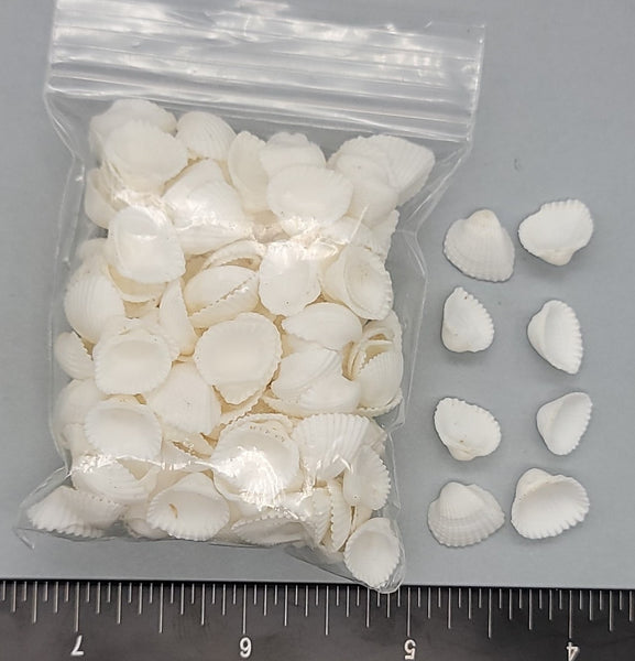 Pure white tiny Ark shells