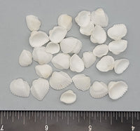 Pure white tiny Ark shells