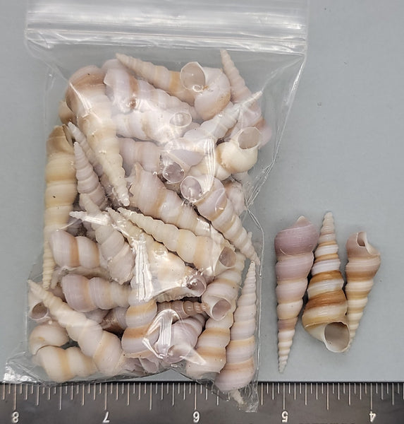 Turritella Shells with a lavender cast - 28mm to 43mm - 3"x4" bag