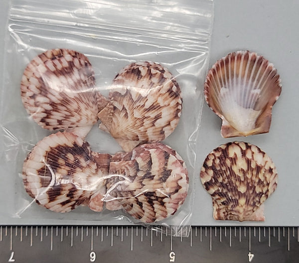 Mexican Calico Scallops - 24mm to 28mm - 16pcs