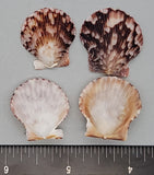 Mexican Calico Scallops - 24mm to 28mm - 16pcs