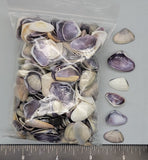 Mixed sizes, mostly purple interior Coquina Shells - 12mm to 18mm - 3"x4" bag