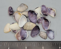 Mixed sizes, mostly purple interior Coquina Shells - 12mm to 18mm - 3"x4" bag