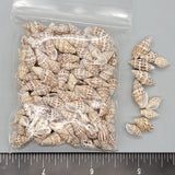 Dotted Dove Shells - 8mm to 18mm - 2.5"x3" bag