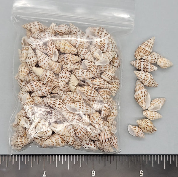Dotted Dove Shells - 8mm to 18mm - 2.5"x3" bag