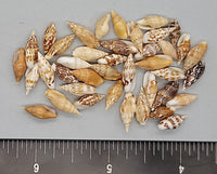 Beautiful mixed color “wheat” shells - 12mm to 15mm - 2.5"x2.5" bag