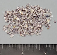 Purpley-gray Gemma Clams - 2mm to 3.5mm - 1.5"x2" bag