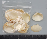 Golden Freshwater mussels - 25mm to 30mm - 2.5" x 2.5" bag