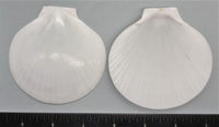 Moon Scallops - 80mm to 85mm - 12pcs