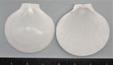 Moon Scallops - 80mm to 85mm - 12pcs