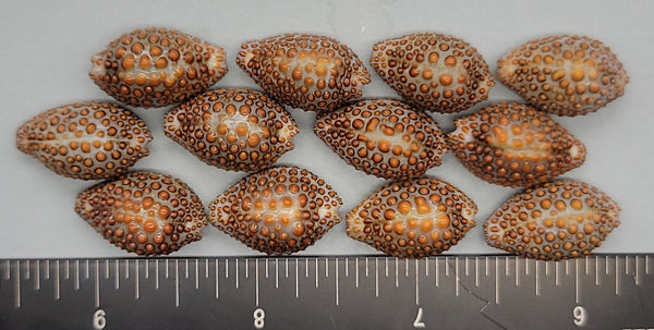 Beaded “Cowries”- Jenneria shells - 18mm to 22mm - 12pcs