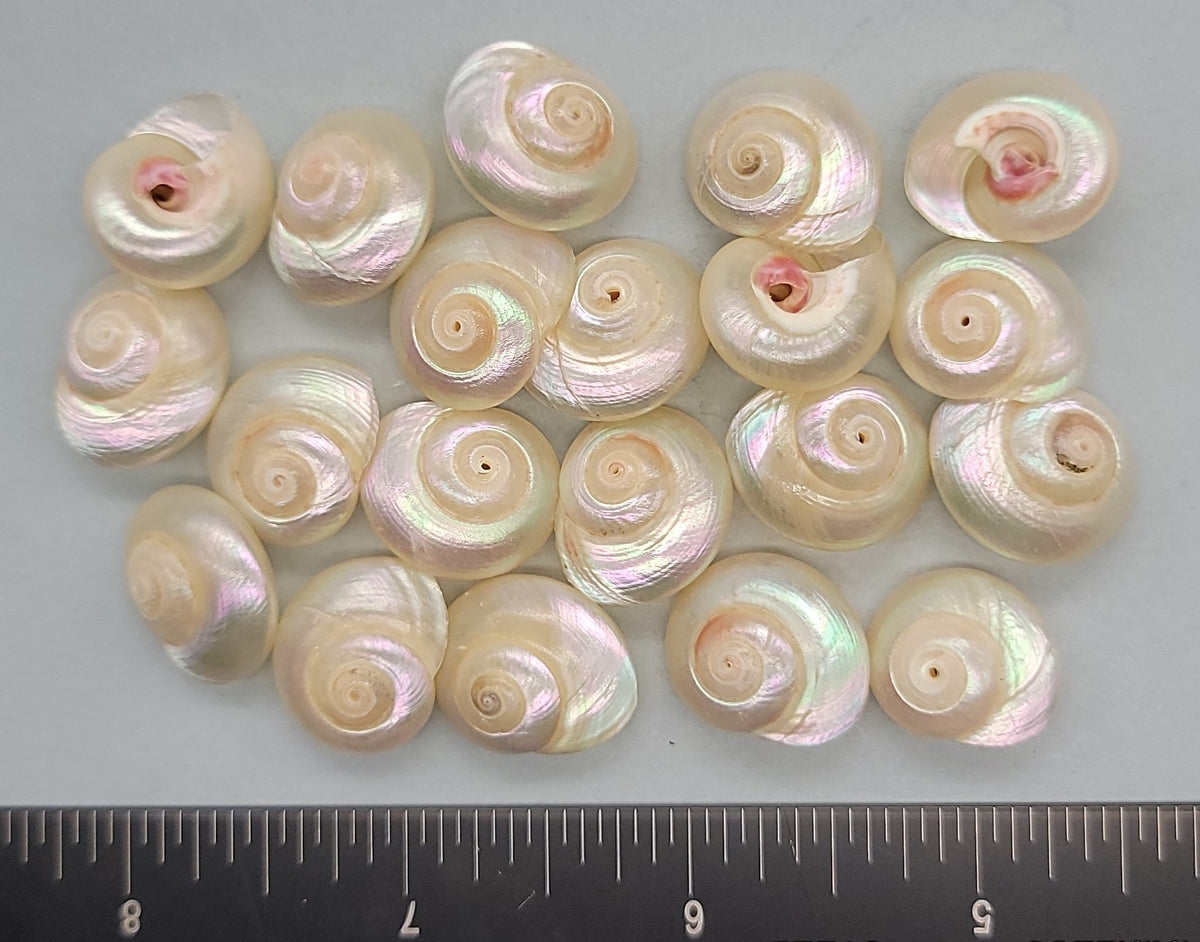 Button Top Shell Really special pearlized giant Button Shells - 20mm to 30mm - 10pcs ...