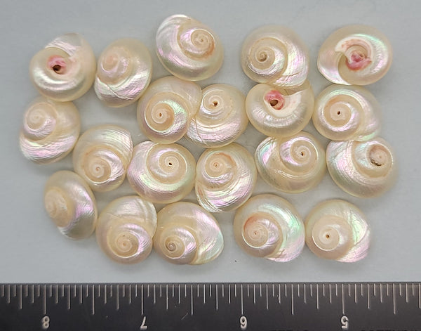 Really special pearlized giant Button Shells - 20mm to 30mm - 10pcs