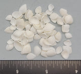 Very pretty triangular clam shells - 5mm to 8mm - 2" x 2" bag