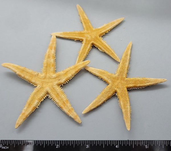 Flat Sea Stars - 2.75" to 3.5" - 3pcs
