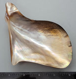 Polished Wing Oyster