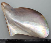 Polished Wing Oyster