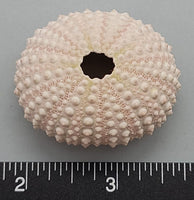 Pinkish sea urchin test (shell)