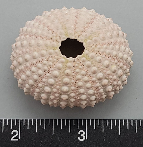 Pinkish sea urchin test (shell)
