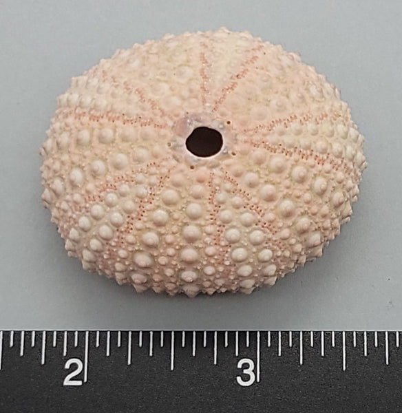 Pinkish sea urchin test (shell)