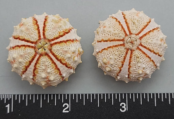 Sea Urchins from the Philippines