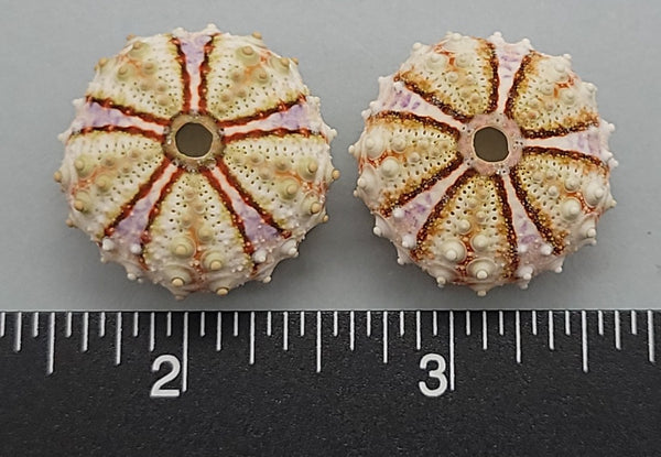Sea Urchins from the Philippines - 22mm to 25mm - 2pcs