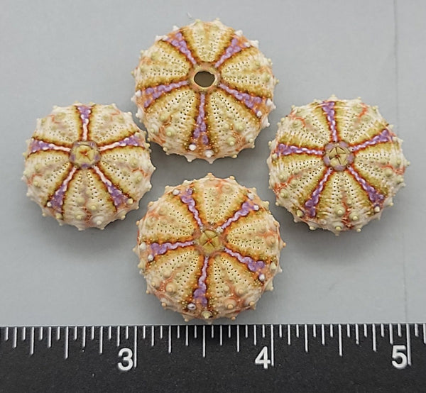 Sea Urchins from the Philippines - 22mm to 26mm - 4pcs