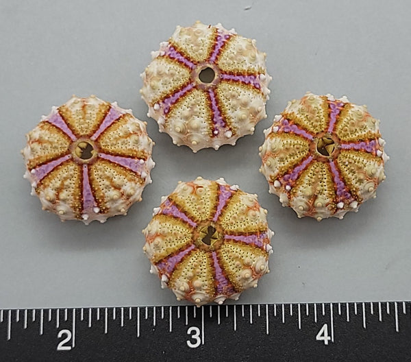 Sea Urchins from the Philippines