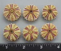 Sea Urchins from the Philippines - 22mm to 26mm - 6pcs